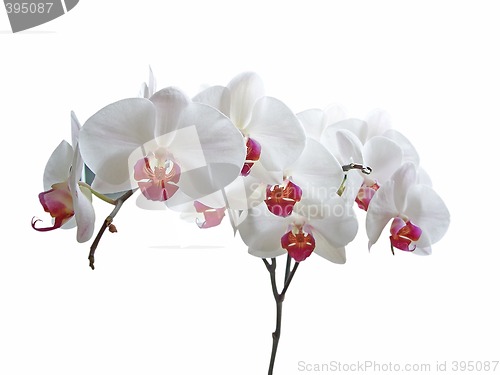 Image of White Orchid