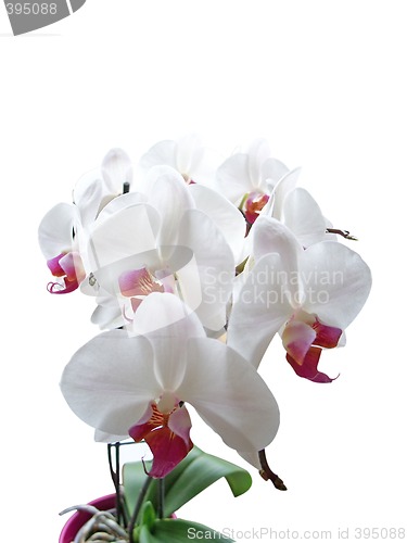 Image of White Phalaenopsis