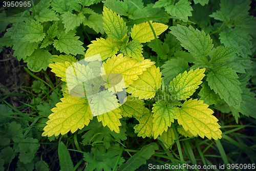 Image of Green stinging nettle (urtica dioica)