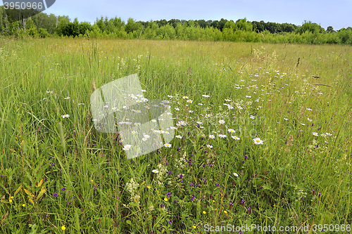 Image of Beautiful summer landscape