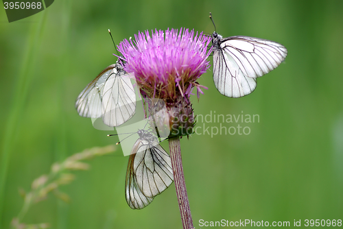 Image of Three Black-veined White butterflies (Aporia crataegi)