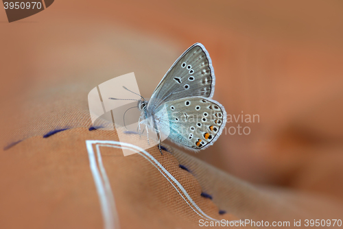 Image of Close up of Beautiful butterfly 