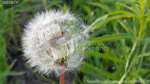 Image of Overblown dandelion flower
