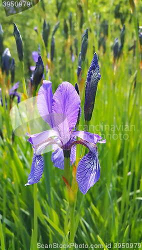 Image of Flower of iris