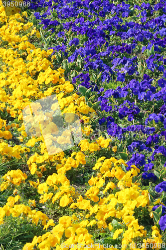 Image of Yellow and Purple