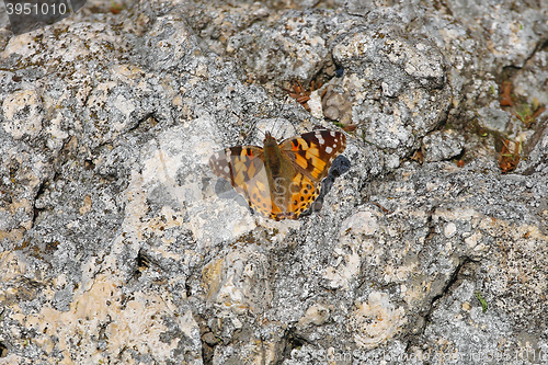 Image of Butterfly