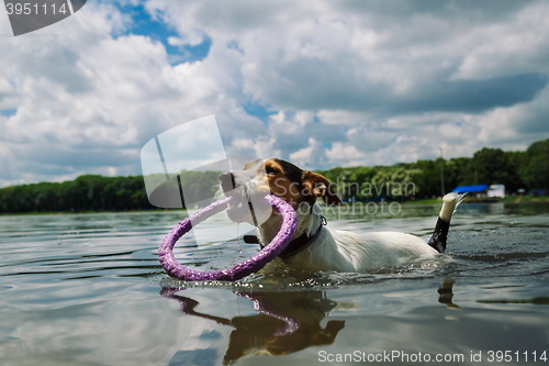 Image of dog swims in the lake with the ring