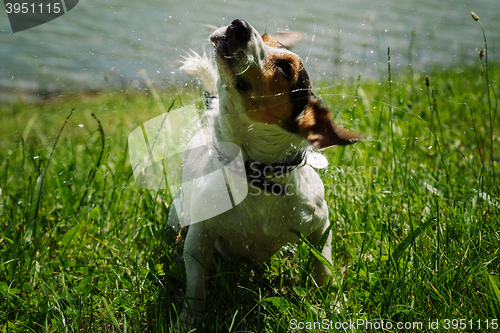 Image of dog shakes off water after bathing in the river