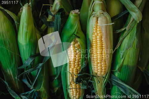 Image of corn on the cob in sheets