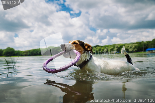 Image of dog swims in the lake with the ring