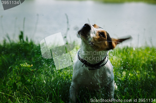 Image of dog shakes off water after bathing in the river