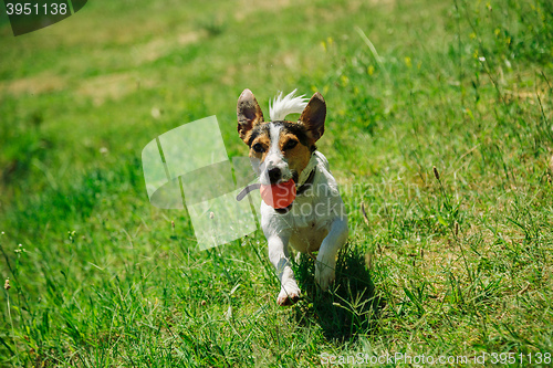 Image of dog plays with a ball on the grass