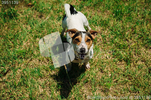 Image of dog sitting on the grass