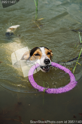 Image of dog swims in the lake with the ring