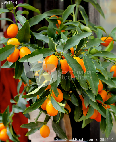 Image of Kumquat Fruit Tree