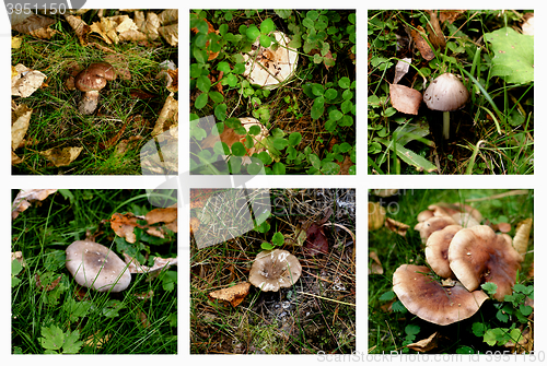 Image of Collection of Forest Mushrooms