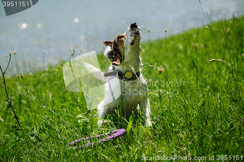 Image of dog shakes off water after bathing in the river