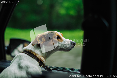 Image of the dog rides in the car