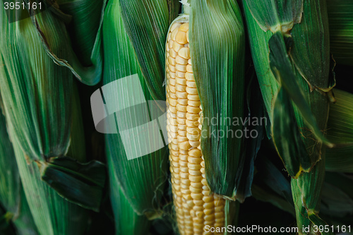 Image of corn on the cob in sheets