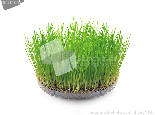 Image of Sprouted wheat grain in the form of grass