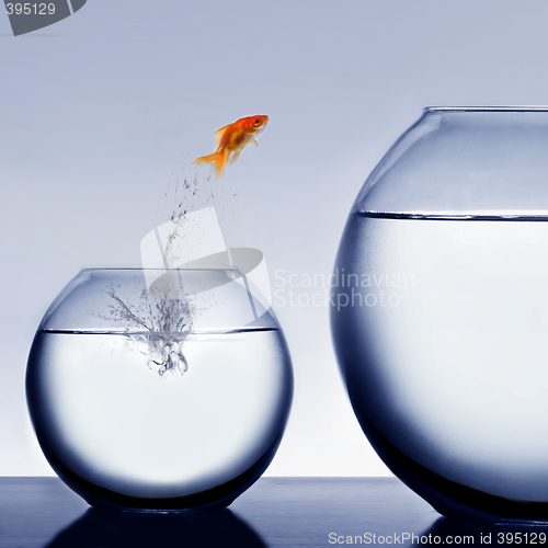 Image of goldfish jumping out of the water