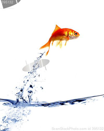 Image of goldfish jumping out of the water