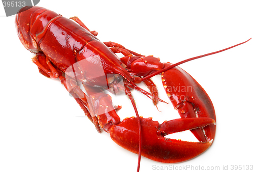Image of whole red lobster isolated on white background
