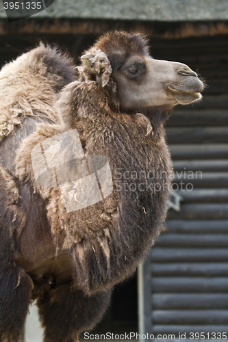 Image of Camel