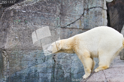 Image of White bear