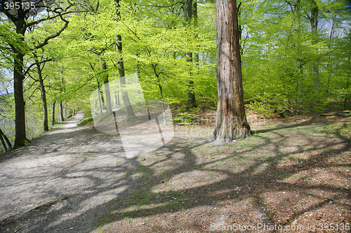 Image of Spring forest