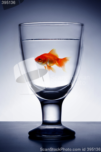 Image of Goldfish in  Glass pure water