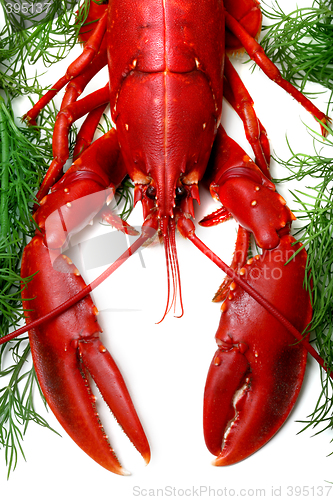 Image of Lobster being prepped for cooking