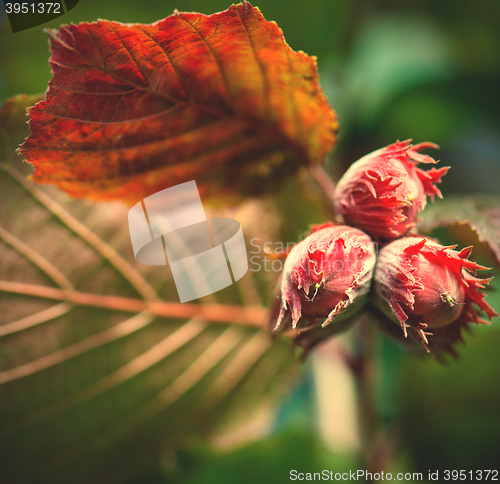 Image of hazelnut on a tree