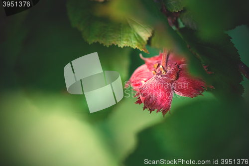 Image of hazelnuts on a branch