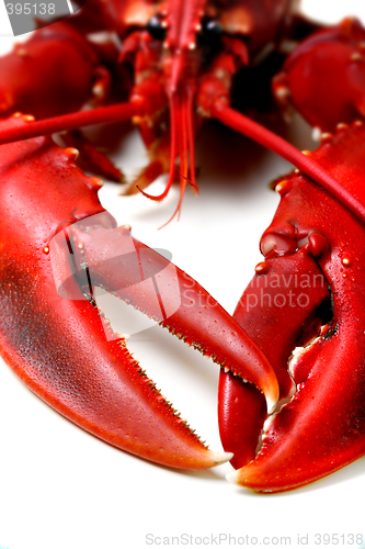 Image of Lobster being prepped for cooking