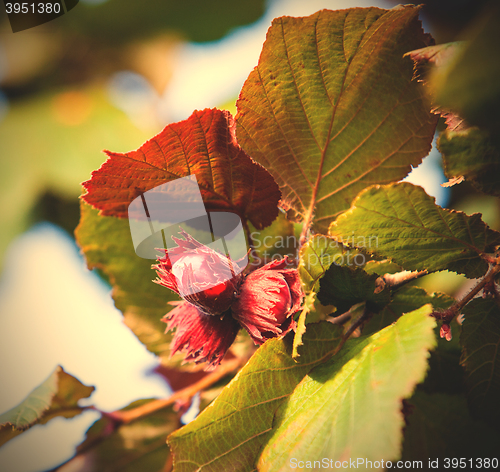 Image of hazelnuts on a branch