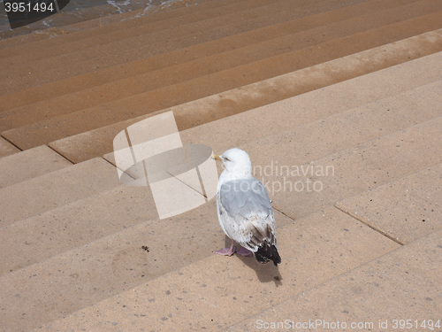 Image of Seagull bird animal