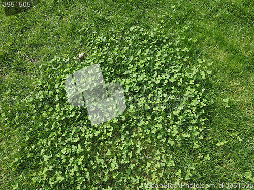 Image of Grass meadow background