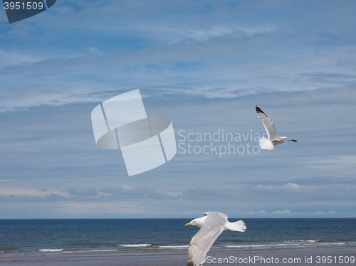 Image of Seagull bird animal