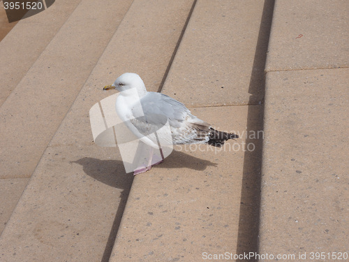 Image of Seagull bird animal