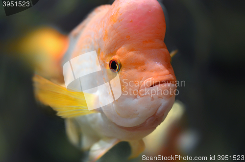 Image of Orange fish