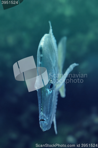 Image of Coral reef fish