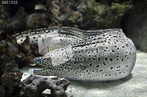 Image of Moray eel