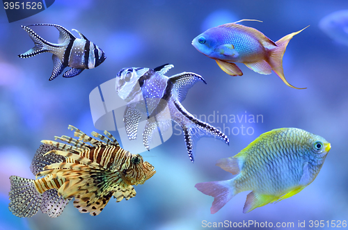 Image of Coral reef fish