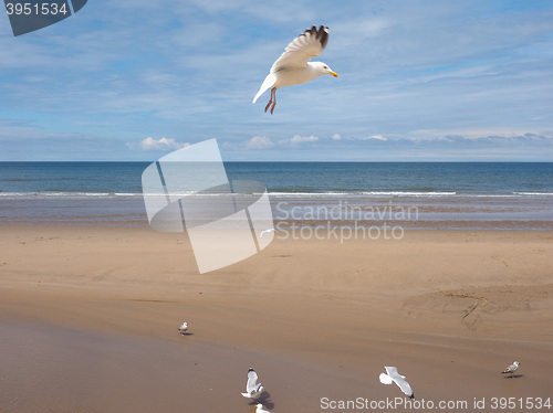 Image of Seagull bird animal