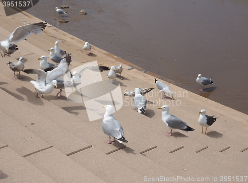 Image of Seagull bird animal