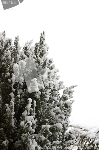 Image of Snow on tree