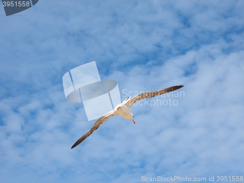Image of Seagull bird animal