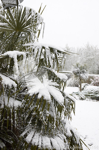 Image of Snowy Palm