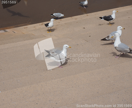 Image of Seagull bird animal